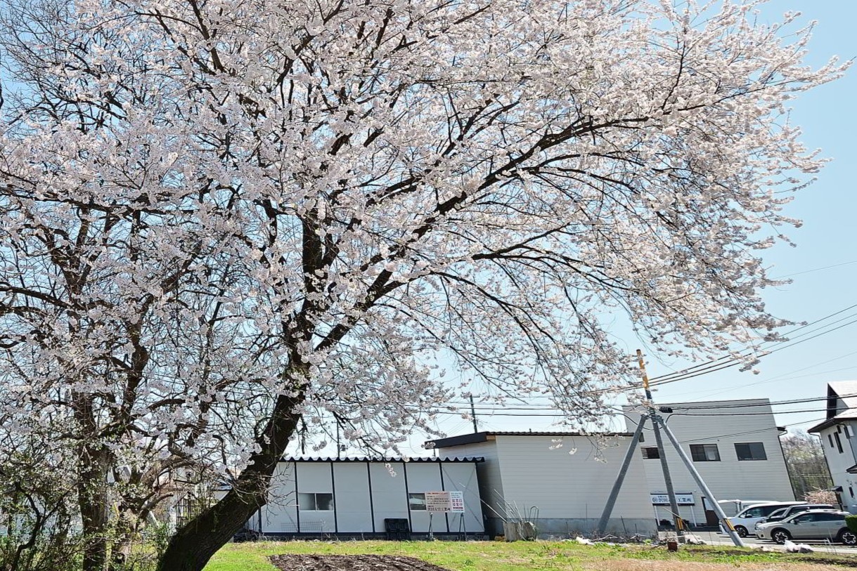 沢田左官工業所　桜